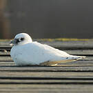 Mouette blanche