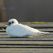 Ivory Gull