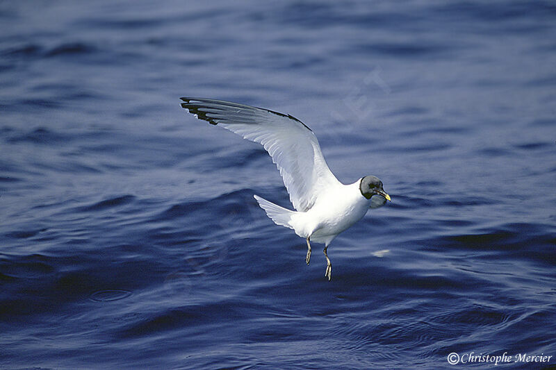 Mouette de Sabine