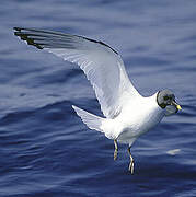 Sabine's Gull