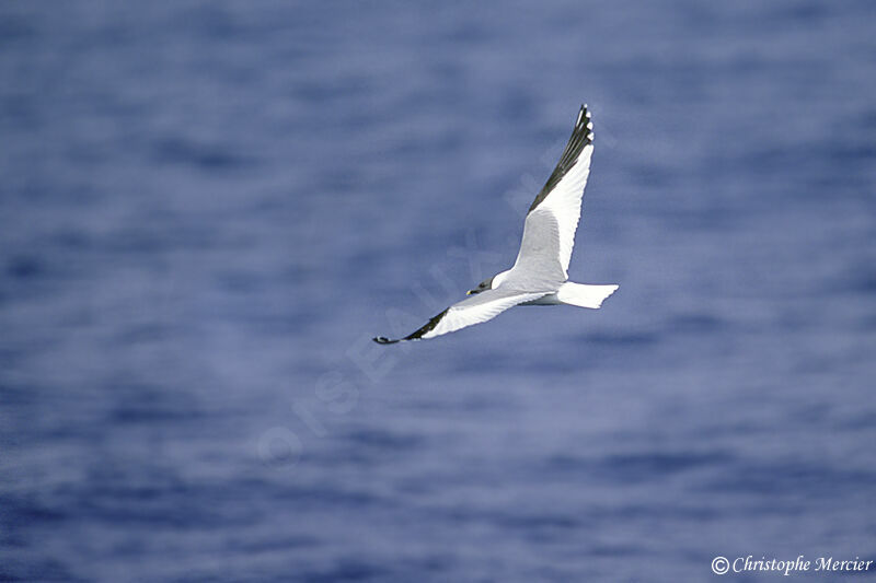 Mouette de Sabine