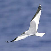 Sabine's Gull