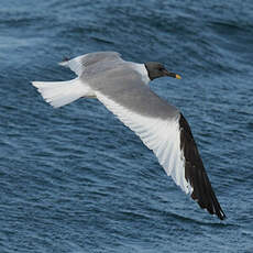 Mouette de Sabine