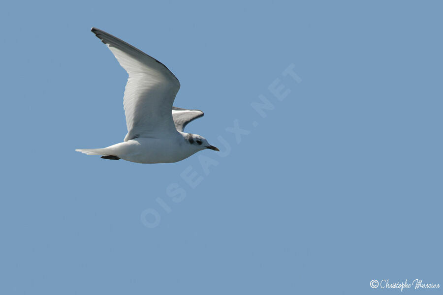 Sabine's Gull