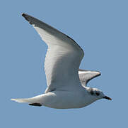 Sabine's Gull