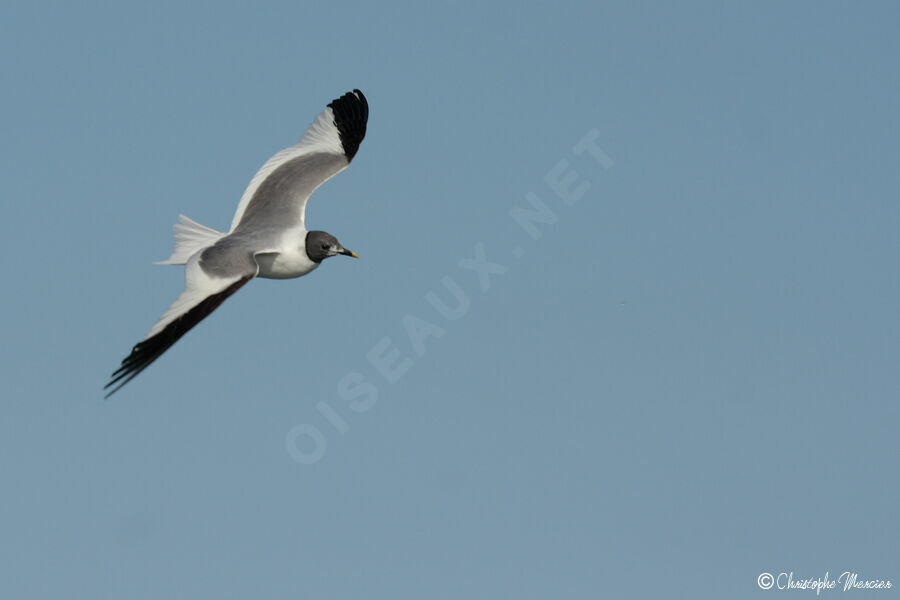 Mouette de Sabine