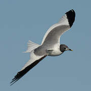 Sabine's Gull