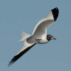 Mouette de Sabine