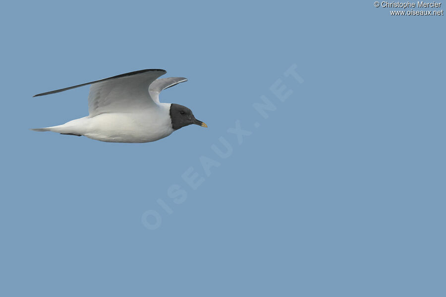 Sabine's Gull