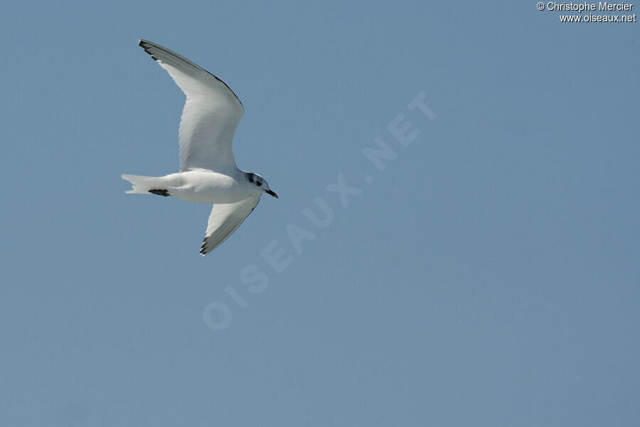 Sabine's Gull