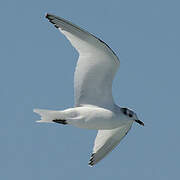 Sabine's Gull