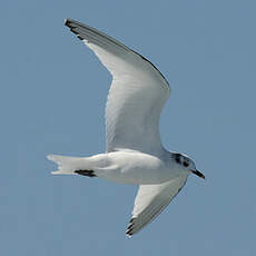 Mouette de Sabine