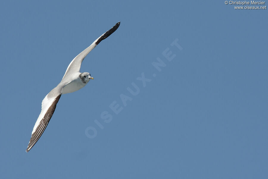 Sabine's Gull