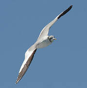 Sabine's Gull