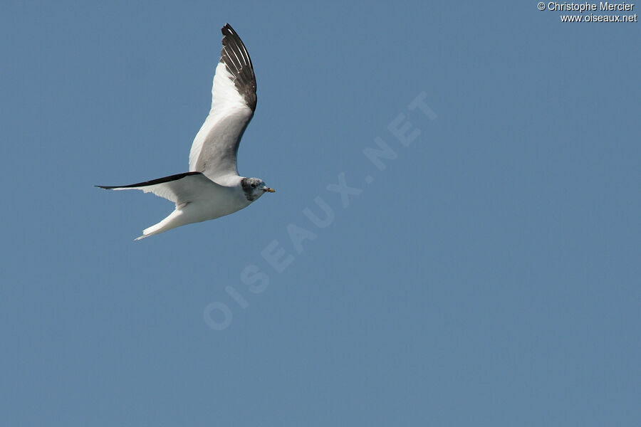 Sabine's Gull