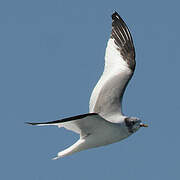 Mouette de Sabine