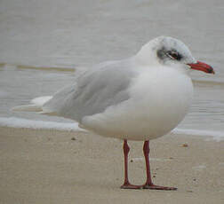 Mouette mélanocéphale