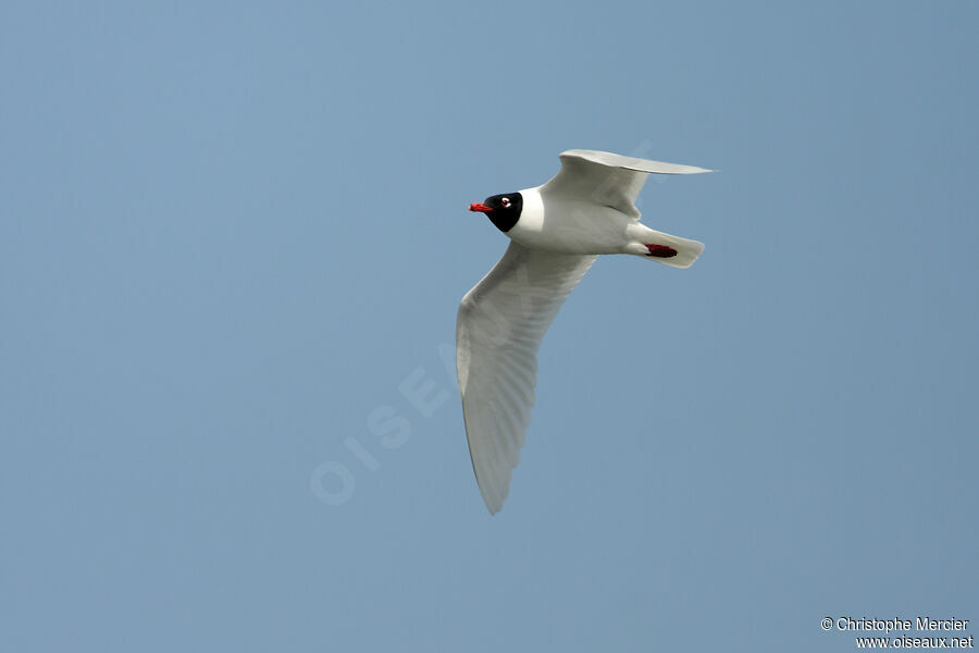 Mouette mélanocéphale