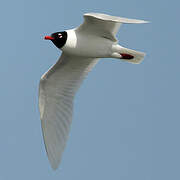 Mouette mélanocéphale