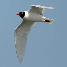 Mouette mélanocéphale