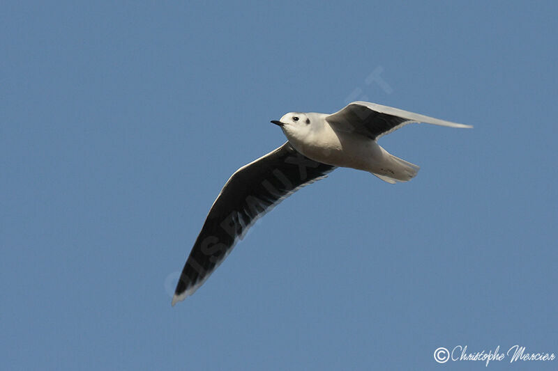 Little Gull