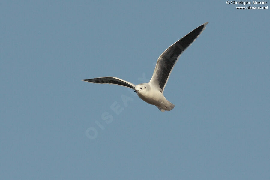 Little Gull