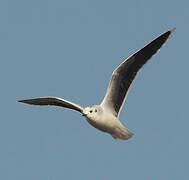 Little Gull