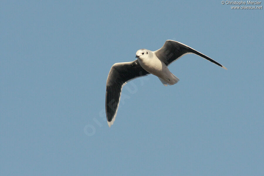 Little Gull