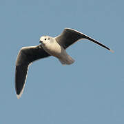 Mouette pygmée