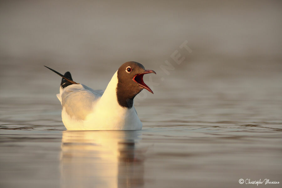 Mouette rieuse