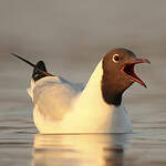 Mouette rieuse