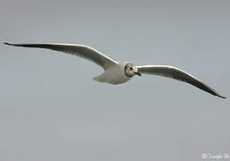 Black-headed Gull