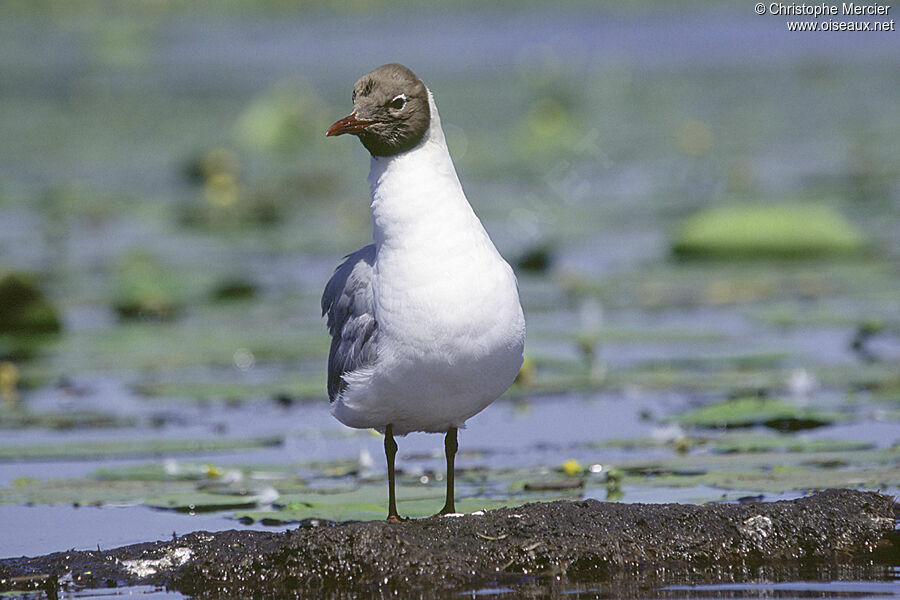 Black-headed Gull