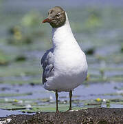 Mouette rieuse