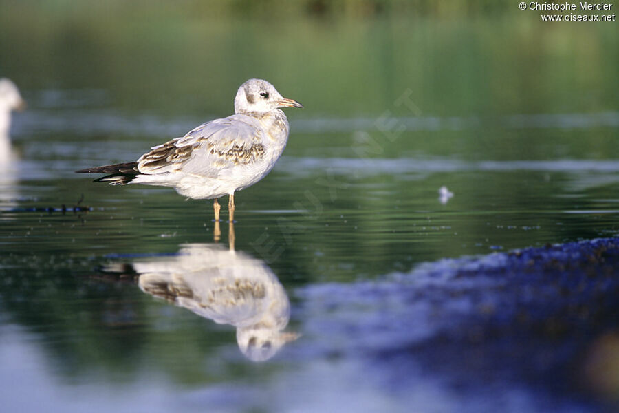 Black-headed Gull