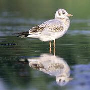 Black-headed Gull