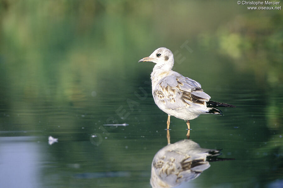 Mouette rieuse