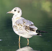 Mouette rieuse