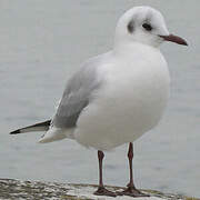 Black-headed Gull