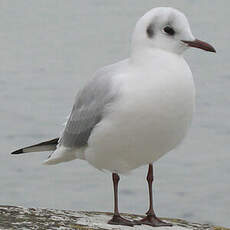 Mouette rieuse