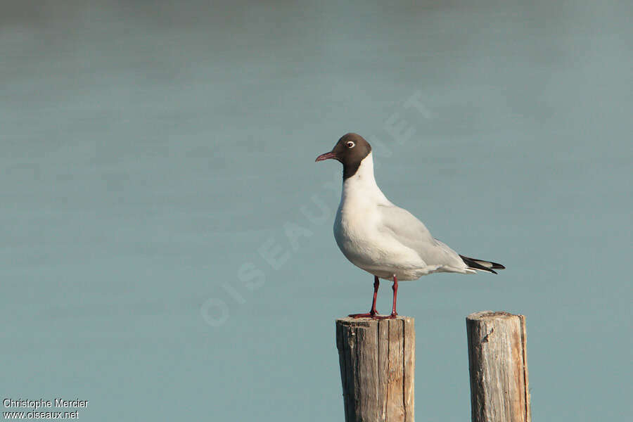 Mouette rieuseadulte nuptial