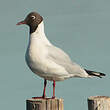 Mouette rieuse