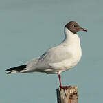 Mouette rieuse