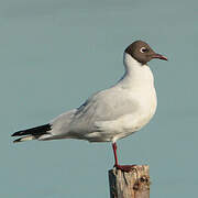 Mouette rieuse