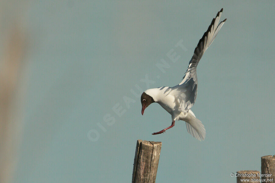 Mouette rieuse