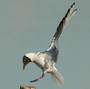 Black-headed Gull