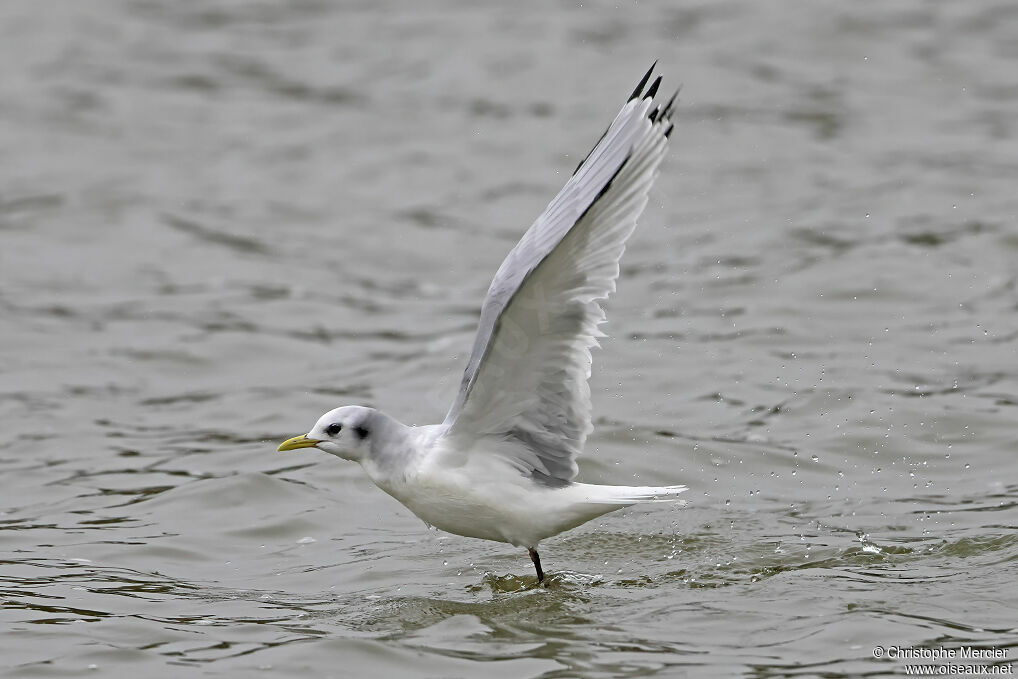 Black-legged Kittiwake