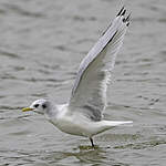 Mouette tridactyle