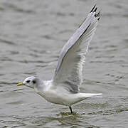 Black-legged Kittiwake