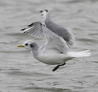 Black-legged Kittiwake